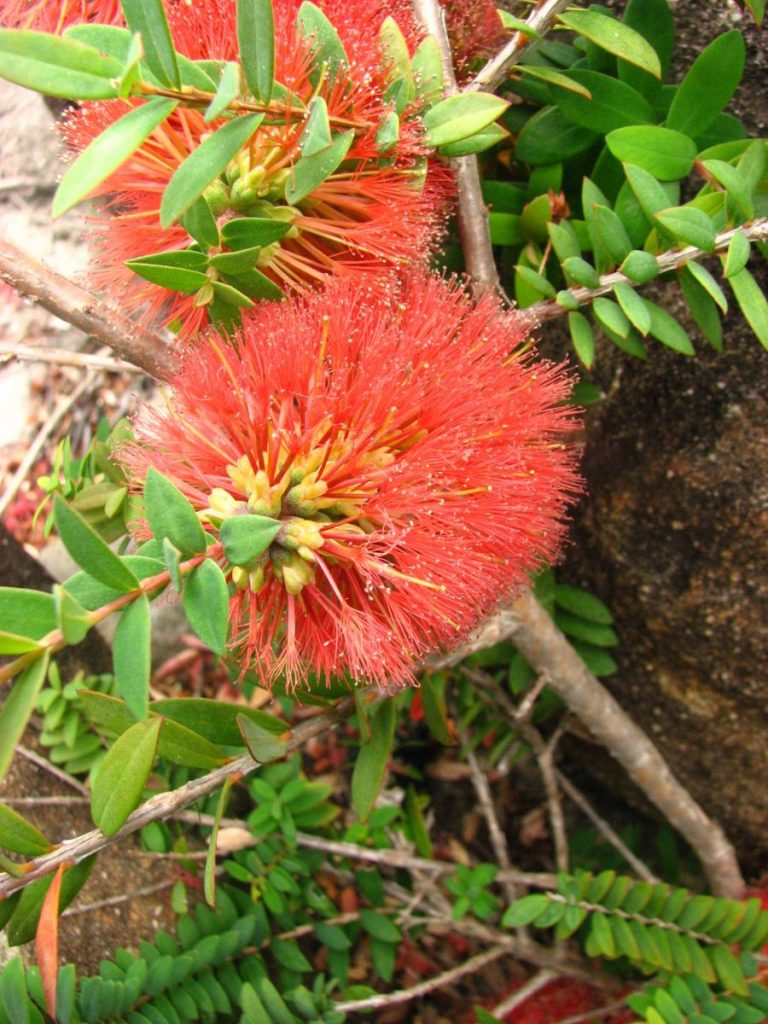 Melaleuca hypericifolia | Australian Plants Society