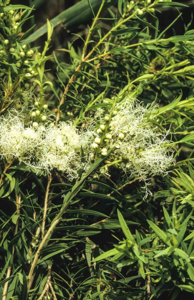 melaleuca-linariifolia-australian-plants-society