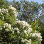 Melaleuca linariifolia, image Heather Miles 