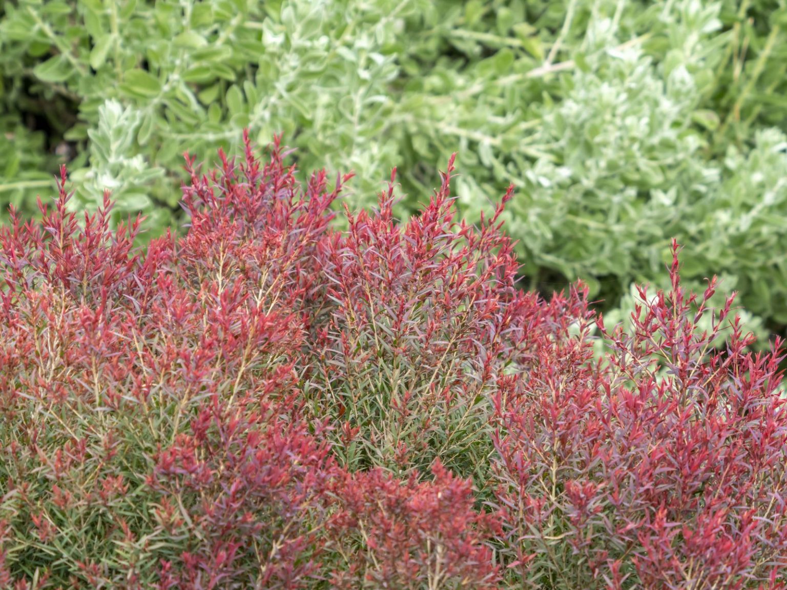 melaleuca-linariifolia-claret-tops-aberdeen-image-heather-miles