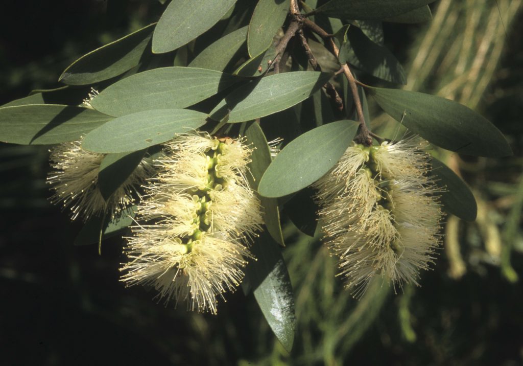 melaleuca-quinquenervia-australian-plants-society