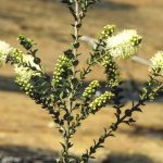 Melaleuca squarrosa, image Alan Fairley 