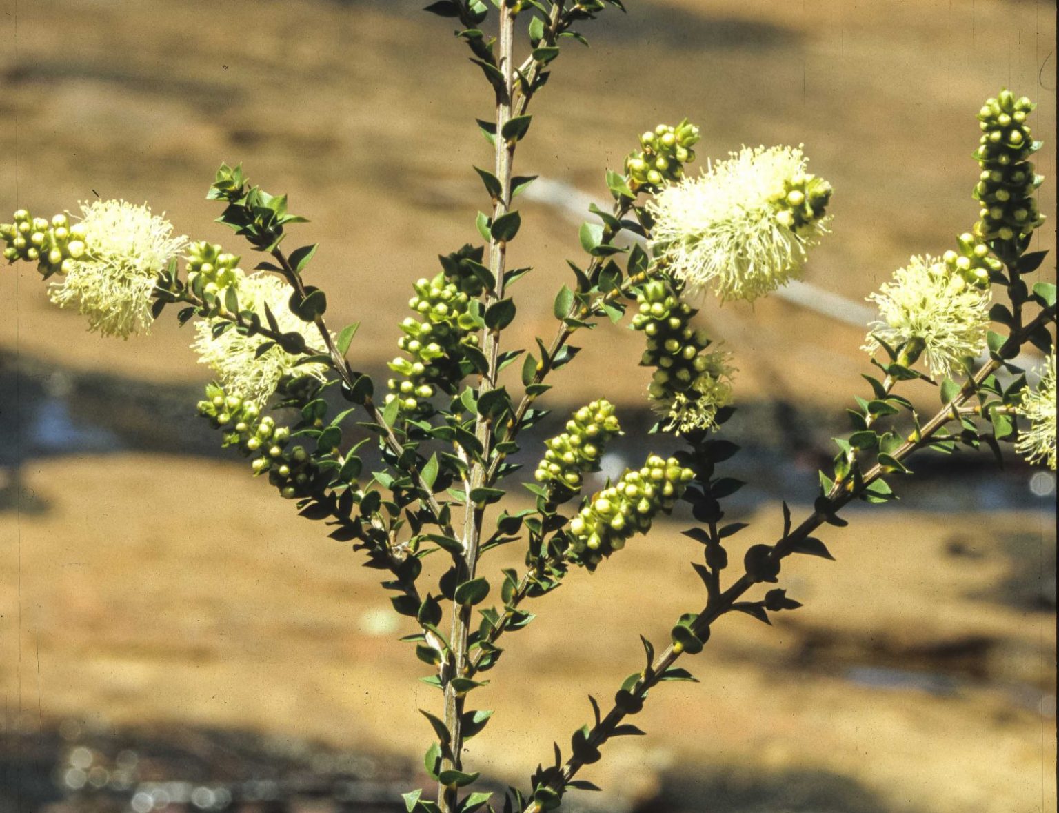 melaleuca-squarrosa-australian-plants-society