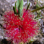 Melaleuca fulgens subsp. steedmanii