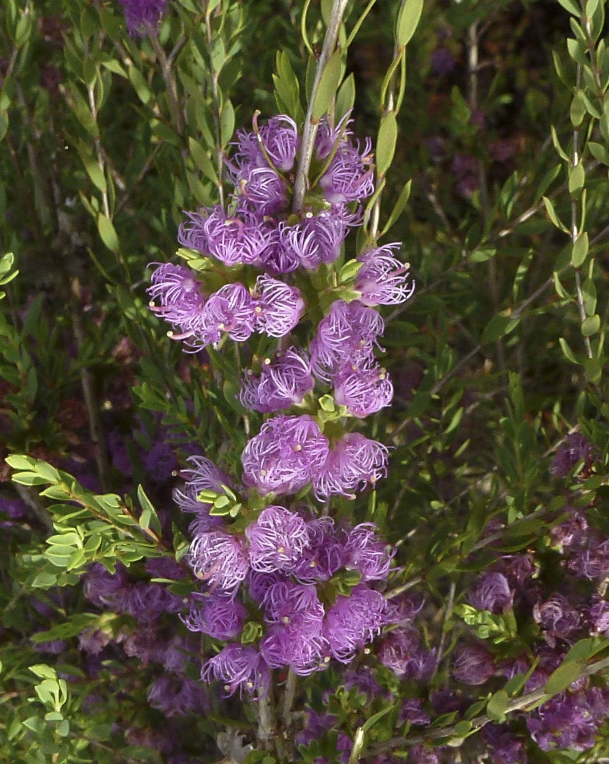 melaleuca-thymifolia-australian-plants-society