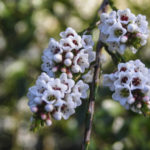 Micromyrtus ciliata flower