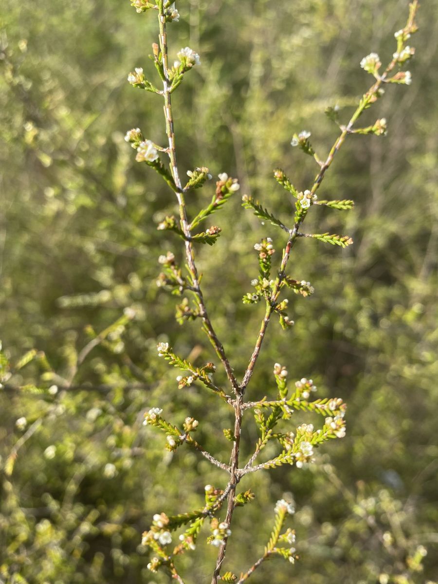Micromyrtus minutiflora (Image by Dan Clarke)