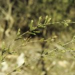 Micromyrtus minutiflora (Image: Alan Fairley)