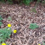 Mulch of gum leaves, image by Jeff Howes