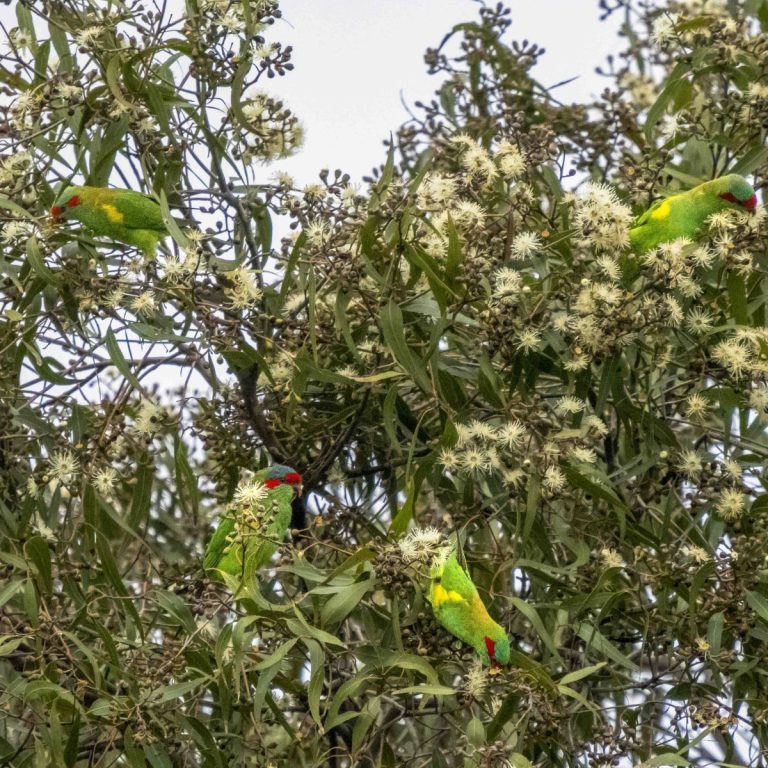 Musk lorikeets, HMiles P5040483-Edit | Australian Plants Society