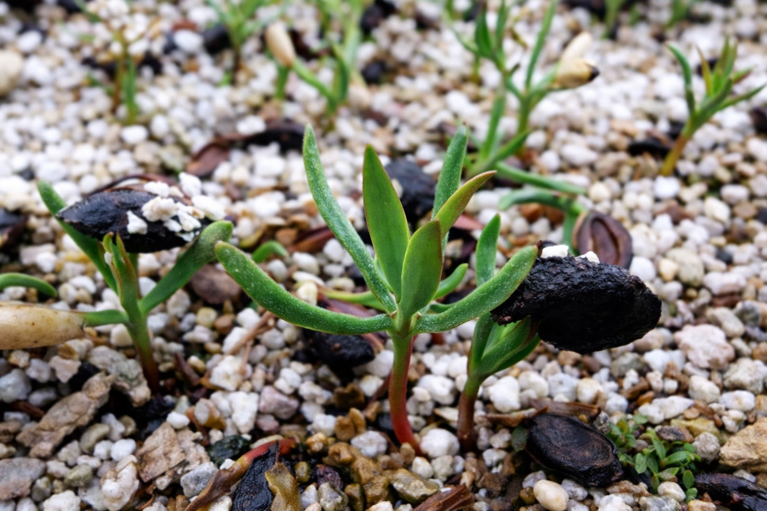 Persoonia lanceolata germinated with endocarp still attached Persoonia lanceolata
germinated with
endocarp still
attached
