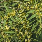 Notelaea microcarpa, image Alan Fairley