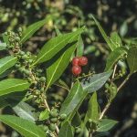 Notelaea venosa (fruit), image Alan Fairley