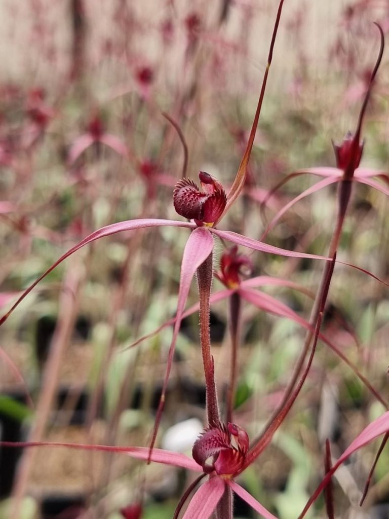 Conservation of Australian Terrestrial Orchids Australian Plants Society