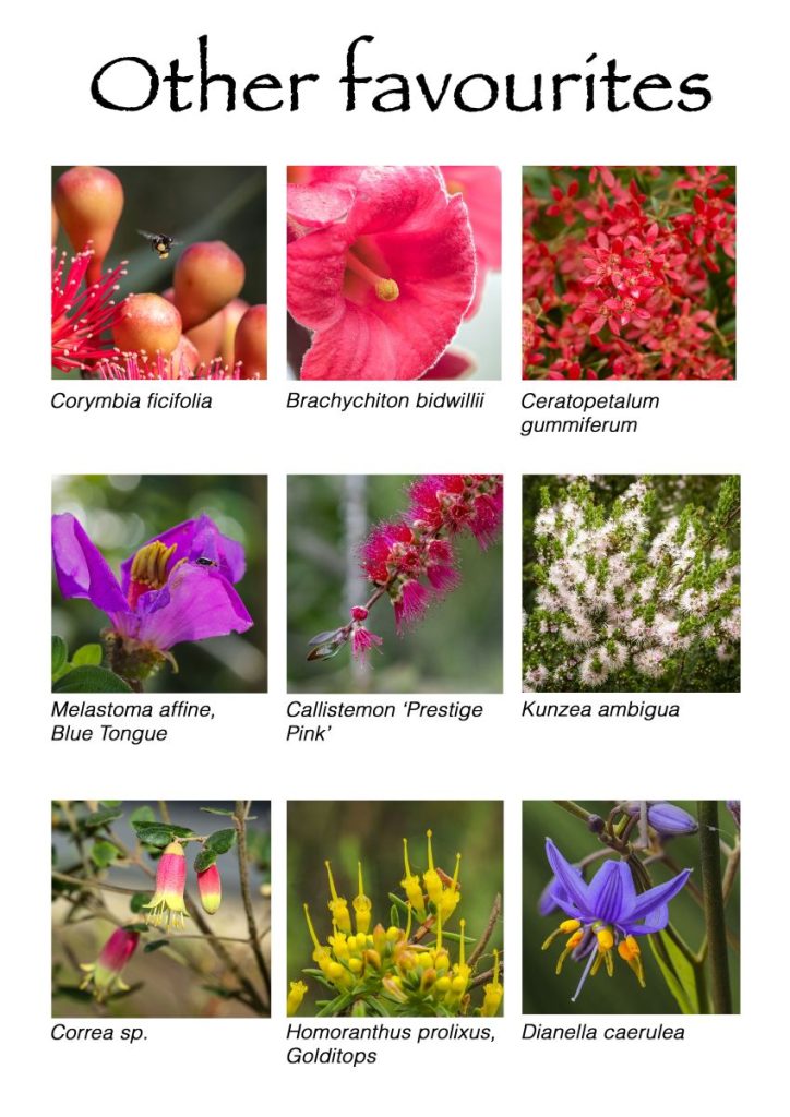 Other plants | Australian Plants Society