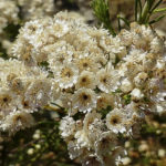 Ozothamnus diosmifolius flower