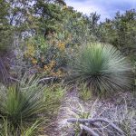 Threats to Eastern Suburbs Banksia Scrub - Little Bay