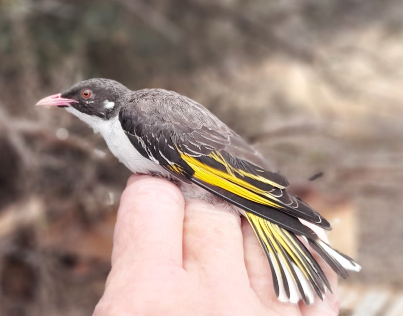 Painted honeyeater, Grantiella picta Painted Honeyeater
Grantiella picta
Photo: A. Leishman