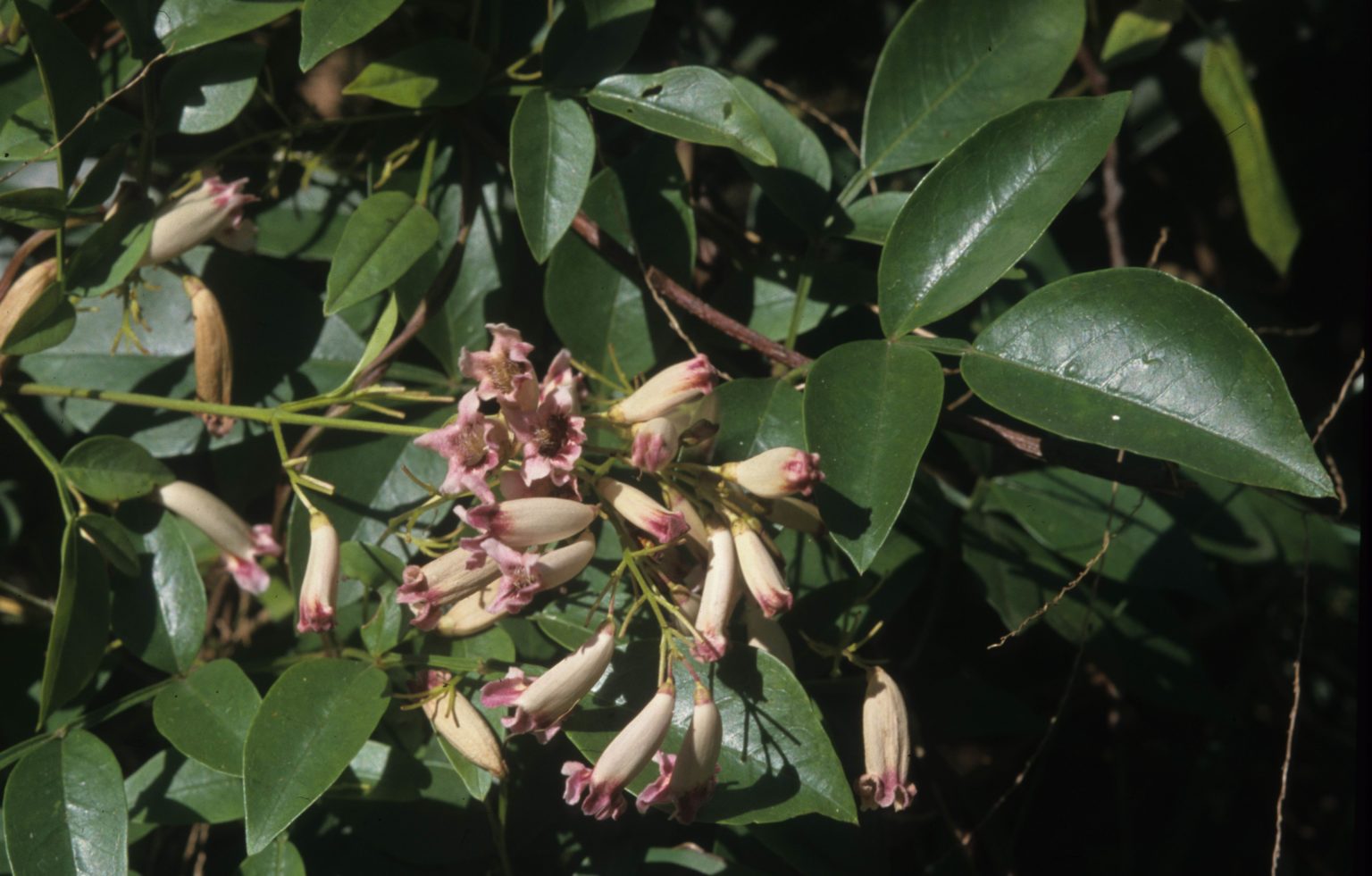 Pandorea pandorana | Australian Plants Society