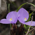 Patersonia glabrata, Two Creeks Track, image H Miles