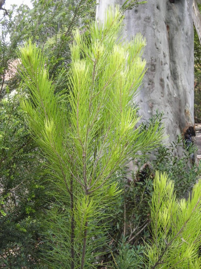 Persoonia linearis | Australian Plants Society