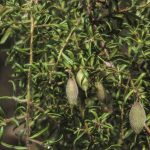Persoonia hirsuta ssp hirsuta (fruit), image Alan Fairley 