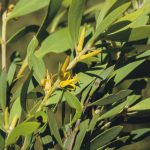 Persoonia lanceolata, image Alan Fairley 