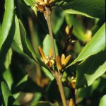 Persoonia laurina ssp laurina., image Alan Fairley 