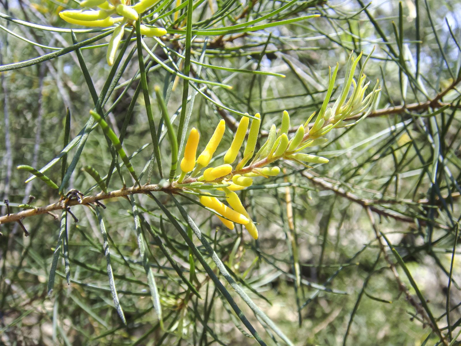 Persoonia linearis flower, image Alan Fairley Persoonia linearis flower, image Alan Fairley
