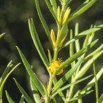 Persoonia mollis ssp caleyi, image Alan Fairley