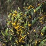 Persoonia myrtilloides, image Alan Fairley