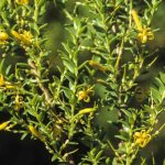 Persoonia oxycoccoides, image Alan Fairley