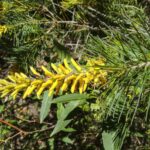 Persoonia pinifolia, image Alan Fairley