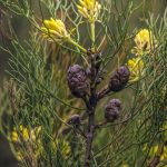 Petrophile pedunculata, Image Alan Fairley