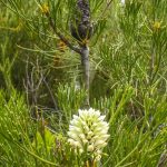 Petrophile pulchella. Image Alan Fairley