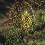 Petrophile sessilis, Image Alan Fairley