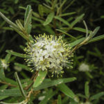 Phebalium squamulosum ssp. squamulosum - inflorescences and flowers