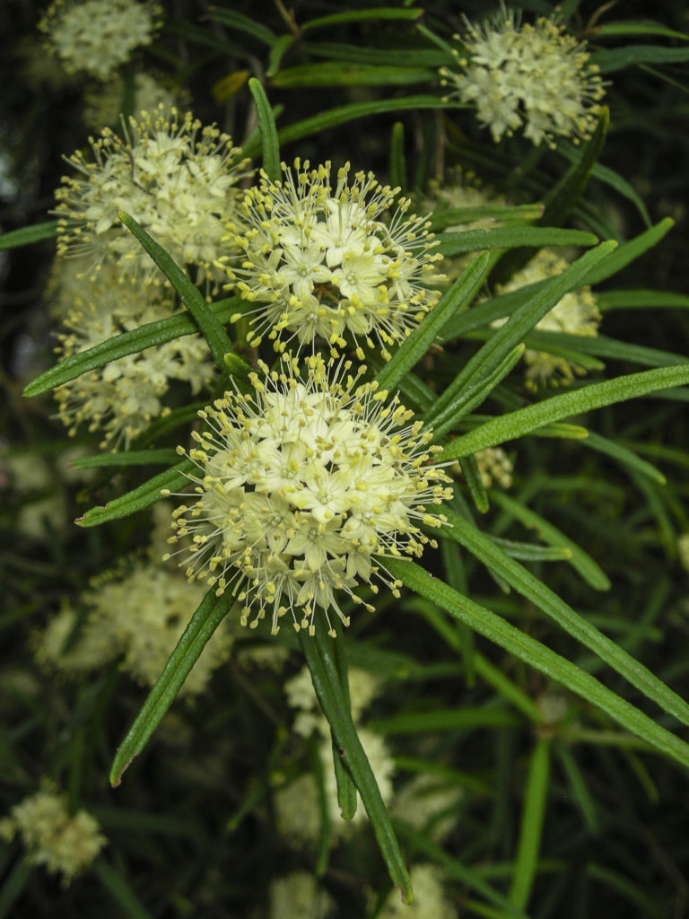 Phebalium squamulosum ssp. squamulosum | Australian Plants Society