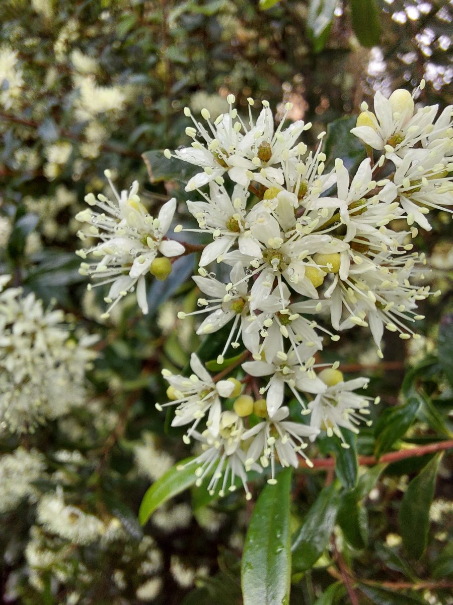 Pheballium squamulosum flower 25 Pheballium squamulosum flower, image by Jeff Howes