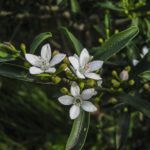Philotheca myoporoides flower