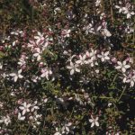 Philotheca buxifolia, image Alan Fairley 