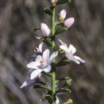 Philotheca hispidula, image Alan Fairley 