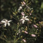 Philotheca scabra ssp scabra, image Alan Fairley 