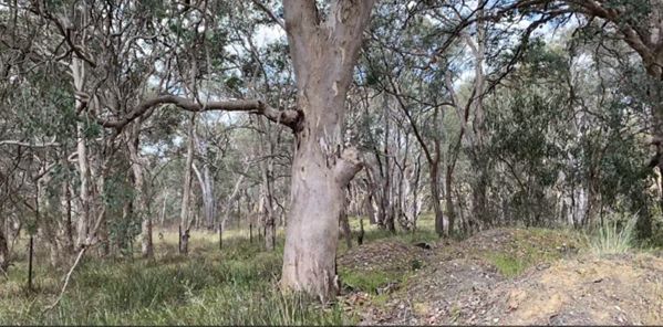 Pic 1 Eucalyptus polyanthemos, Bookham, NSW (Image: Dan Clarke)