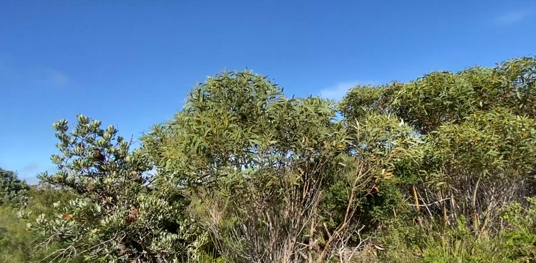 Pic1 Eucalyptus obstans / burgessiana, Royal NP (Image: Dan Clarke)