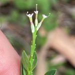 Pimelea spicata, image by Dan Clarke