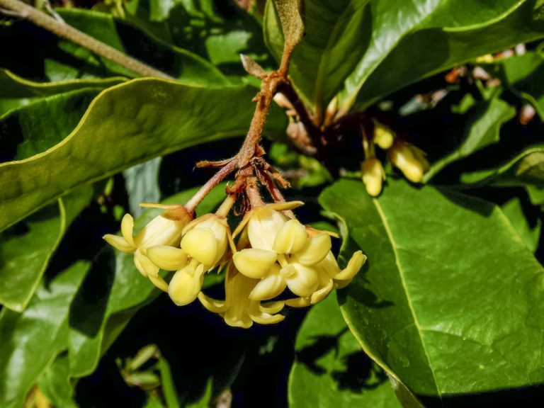 Pittosporum revolutum | Australian Plants Society