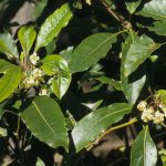 Pittosporum undulatum, image Alan Fairley 