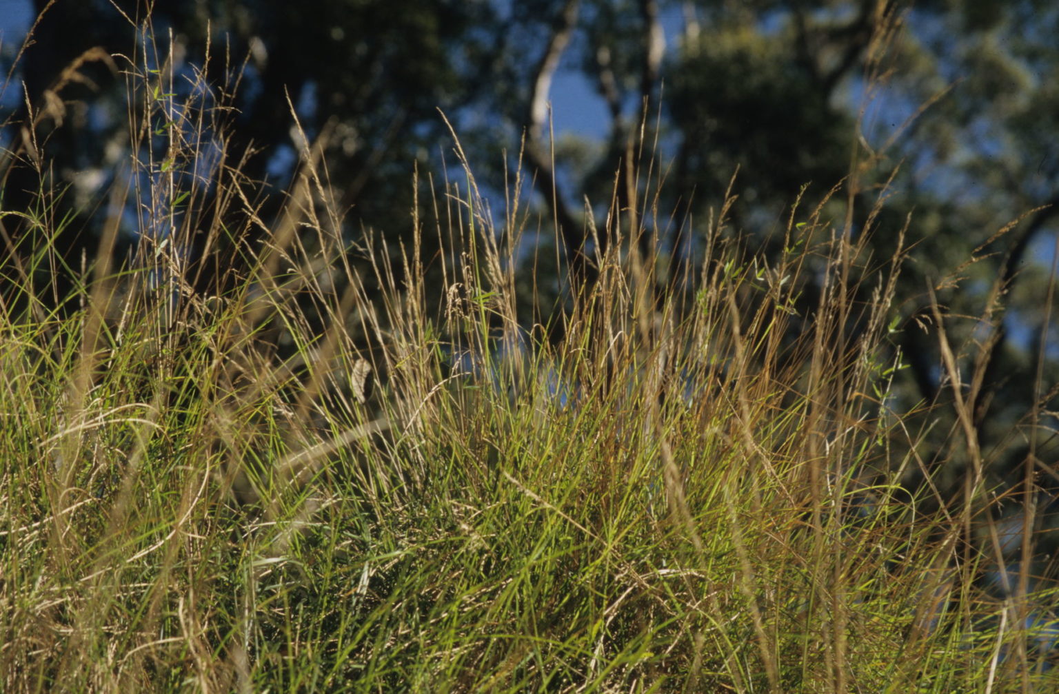 Poa labillardierei | Australian Plants Society