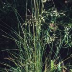 Poa sieberiana